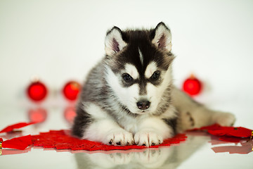 Image showing newborn puppy