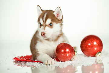 Image showing newborn puppy