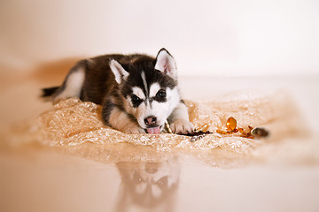 Image showing newborn puppy