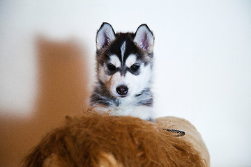 Image showing newborn puppy