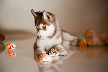 Image showing newborn puppy