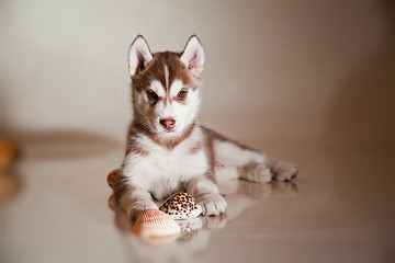 Image showing newborn puppy