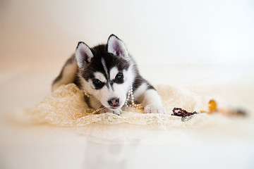 Image showing newborn puppy