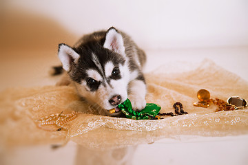 Image showing newborn puppy