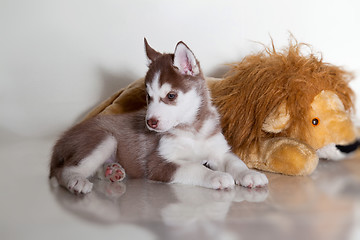 Image showing newborn puppy