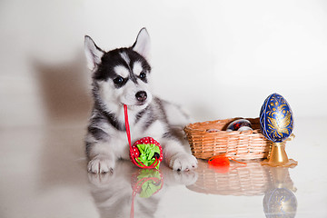 Image showing newborn puppy