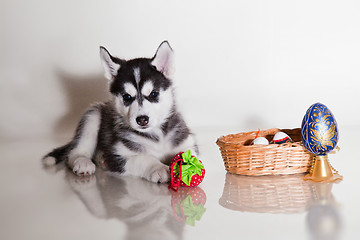 Image showing newborn puppy