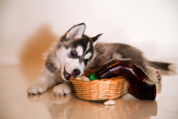 Image showing newborn puppy