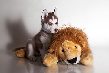 Image showing newborn puppy