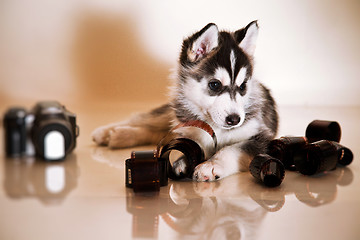 Image showing newborn puppy