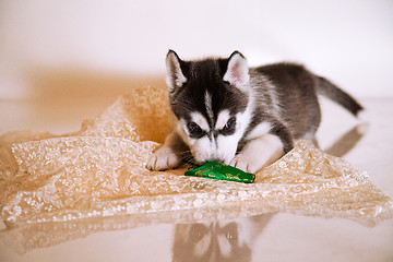 Image showing newborn puppy