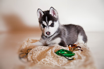 Image showing newborn puppy