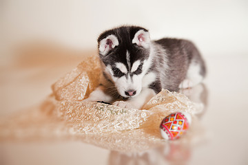 Image showing newborn puppy