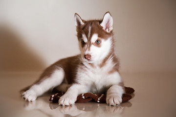 Image showing newborn puppy