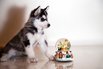 Image showing newborn puppy