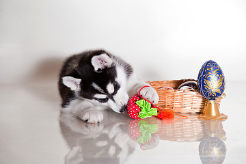 Image showing newborn puppy