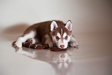 Image showing newborn puppy