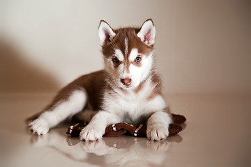 Image showing newborn puppy