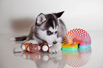 Image showing newborn puppy