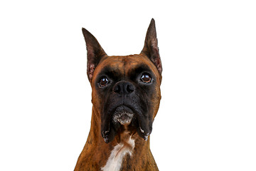 Image showing Boxer Dog 