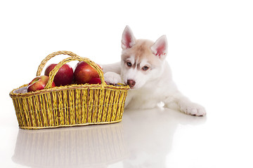 Image showing newborn puppy