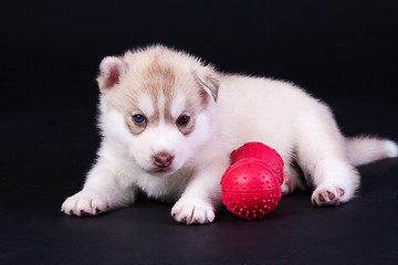 Image showing newborn puppy