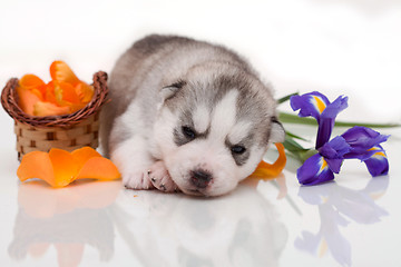 Image showing newborn puppy