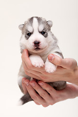 Image showing newborn puppy