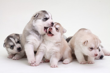 Image showing newborn puppy