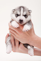 Image showing newborn puppy