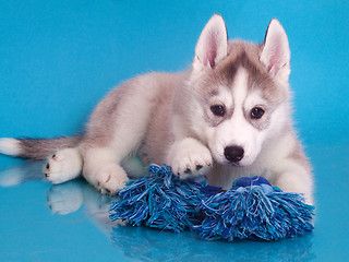 Image showing newborn puppy