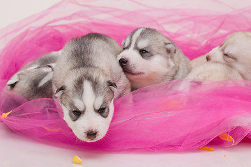 Image showing newborn puppy