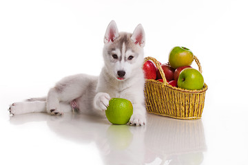 Image showing newborn puppy