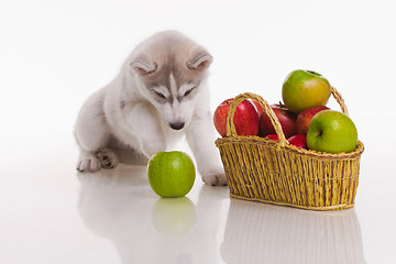 Image showing newborn puppy