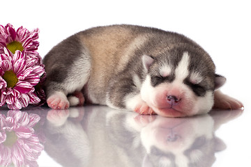 Image showing newborn puppy