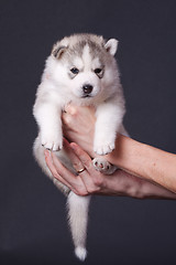 Image showing newborn puppy