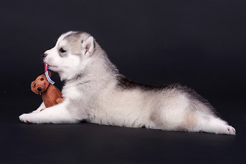 Image showing newborn puppy