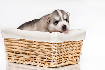 Image showing newborn puppy