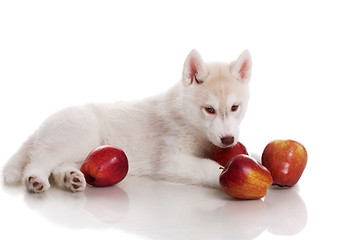 Image showing newborn puppy