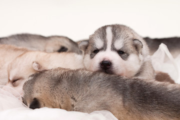 Image showing newborn puppy