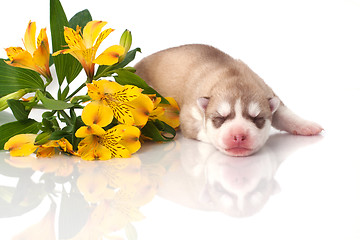 Image showing newborn puppy