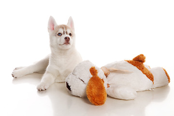 Image showing newborn puppy