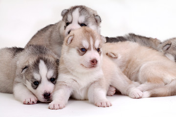 Image showing newborn puppy