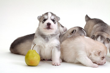 Image showing newborn puppy