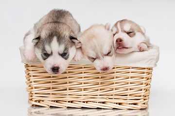 Image showing newborn puppy