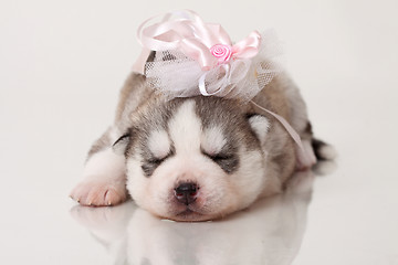 Image showing newborn puppy