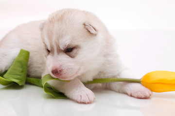 Image showing newborn puppy