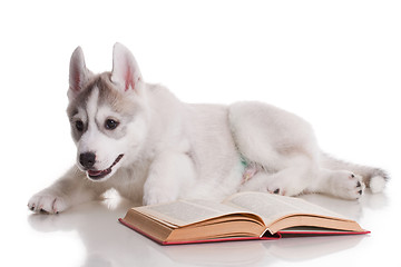 Image showing newborn puppy