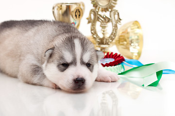 Image showing newborn puppy