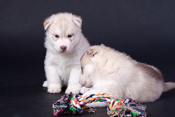 Image showing newborn puppy